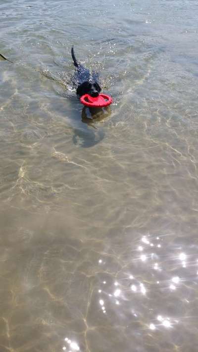 Dogorama-Monats-Challenge-Mai "Wasser"-Beitrag-Bild