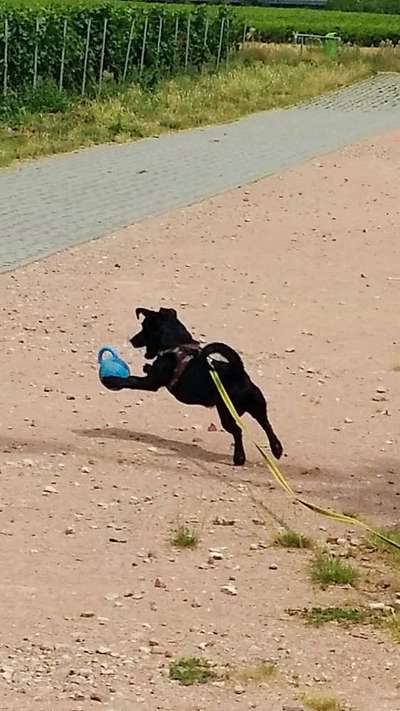 Fotochallenge No. 26                                     Wald und Wiese-Beitrag-Bild