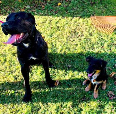 Dogorama Photo Challenge - Märchenwald-Beitrag-Bild