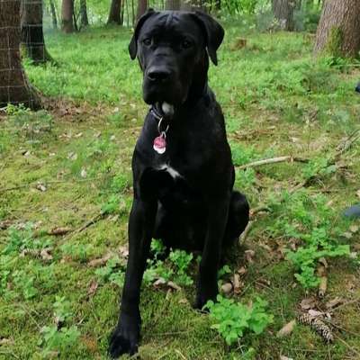 Dogorama Photo Challenge - Märchenwald-Beitrag-Bild