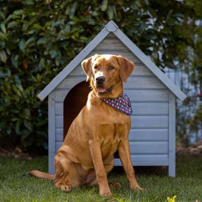 Hundetreffen-Spielkameraden für Labbi Luna-Bild