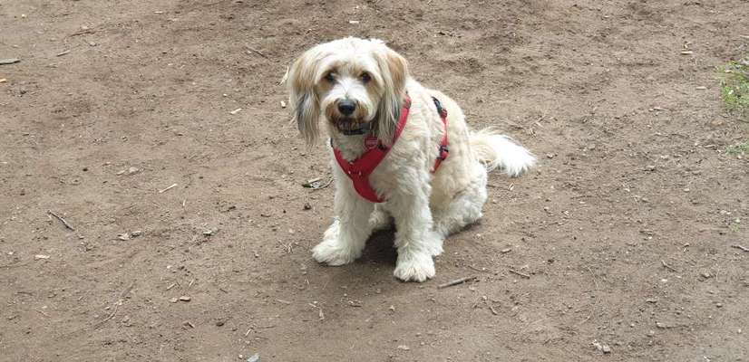 Mischlingshunde Foto Aufruf-Beitrag-Bild