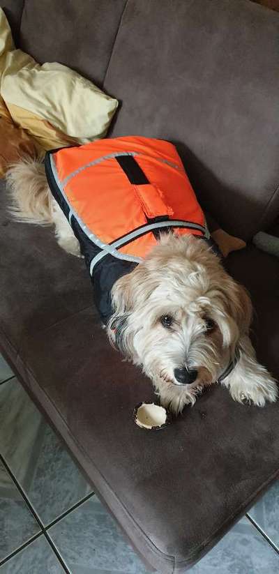 Die Dogorama Wochen Challenge-Beitrag-Bild