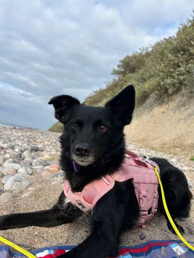 Hundetreffen-Gassi-/ Trainingsfreunde-Bild