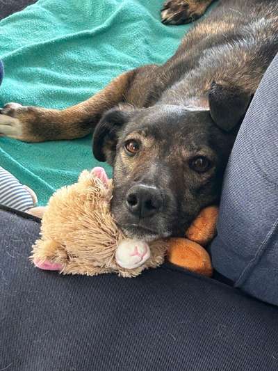 Hundetreffen-Gemeinsame Gassi-Runde-Bild