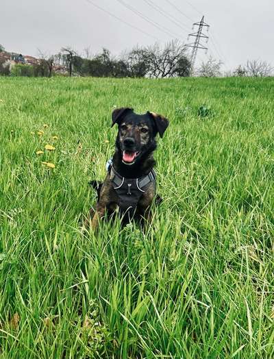 Hundetreffen-Gemeinsamer Spaziergang-Bild