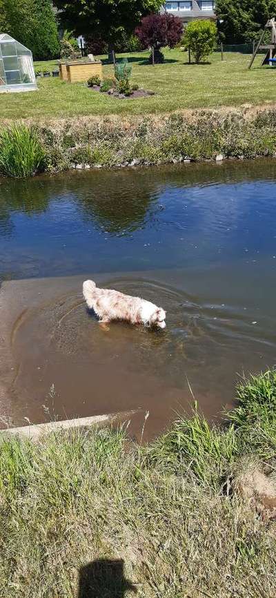 Dogorama-Monats-Challenge-Mai "Wasser"-Beitrag-Bild