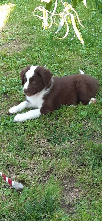 Ab wann Hundeschule-Beitrag-Bild