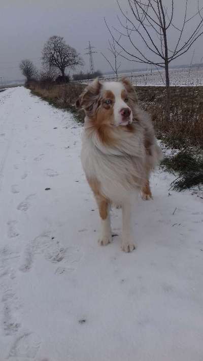 Die Dogorama Kalender Challenge Teil 2/4-Beitrag-Bild