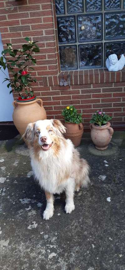 Die Dogorama Monats Challenge "Es grünt und blüht"-Beitrag-Bild