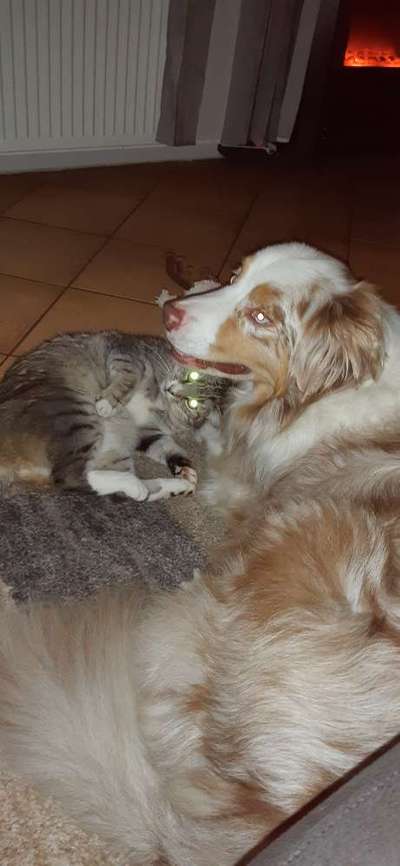 Hund und Katz Momente-Beitrag-Bild