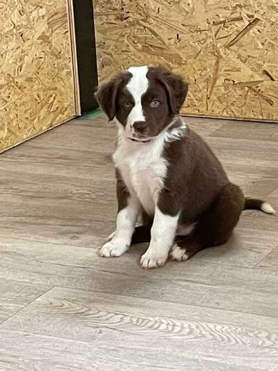 Welpenfotos-Beitrag-Bild