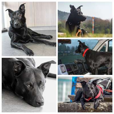 Fotos &Collagen: Beobachtungsposten-Beitrag-Bild