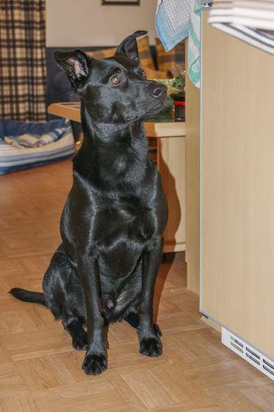 35.Collagen Challenge:„Bettelblick"-Beitrag-Bild