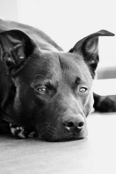 35.Collagen Challenge:„Bettelblick"-Beitrag-Bild