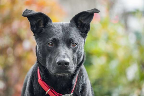 Hunde Porträt (Portrait) Galerie....-Beitrag-Bild