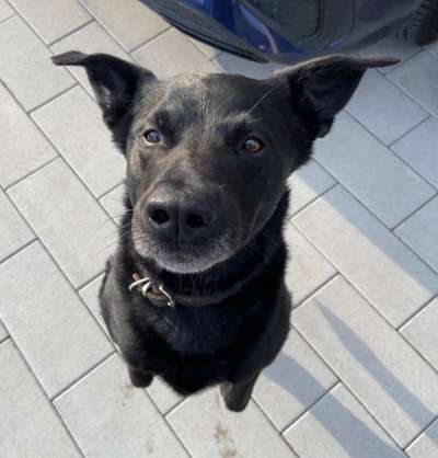 35.Collagen Challenge:„Bettelblick"-Beitrag-Bild