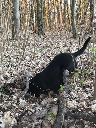 Dogorama Photo Challenge - Versteckspiel-Beitrag-Bild