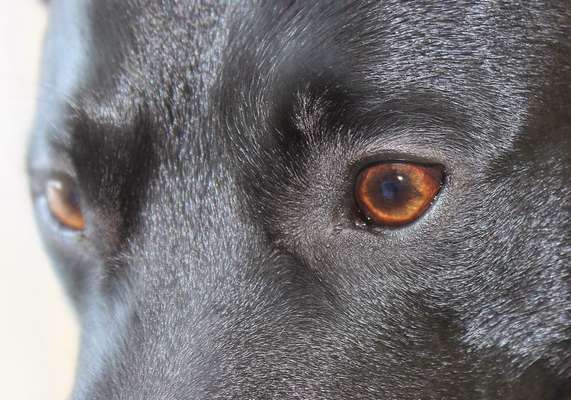 Die Augen Deines Hundes-Beitrag-Bild