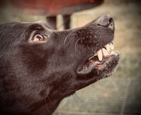 FarbenFoto - Challenge: Sepia-Beitrag-Bild
