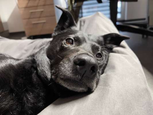 Zeige den lustigsten Blick deines Hundes-Beitrag-Bild