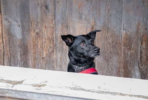 143. Fotochallenge: Ja, wo isser denn?-Beitrag-Bild