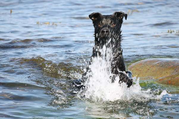 Dogorama Photo Challenge - Wasserspiele-Beitrag-Bild