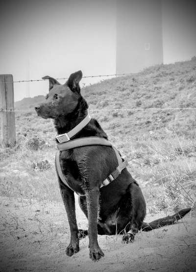 149. Foto Challenge: Wer ist hier der Boss!-Beitrag-Bild