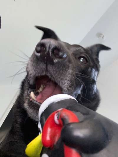 Zeige deinen Schatz mit seinem Lieblingsspielzeug.-Beitrag-Bild