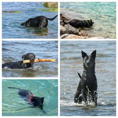 51.Collagen Challenge: Wasserhunde-Beitrag-Bild