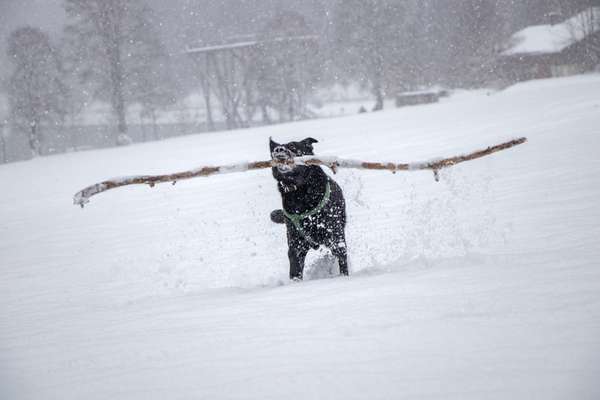 Zeige deinen Schatz mit seinem Lieblingsspielzeug.-Beitrag-Bild