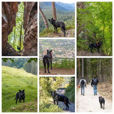 29. Collagen Challenge - Wandern mit Hund-Beitrag-Bild