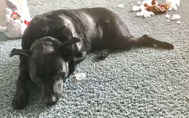 Zeige deinen Schatz mit seinem Lieblingsspielzeug.-Beitrag-Bild