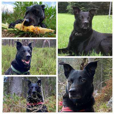 23. Collagen-Challenge: Portraits-Beitrag-Bild