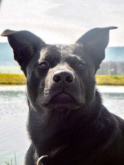 Zeige den lustigsten Blick deines Hundes-Beitrag-Bild