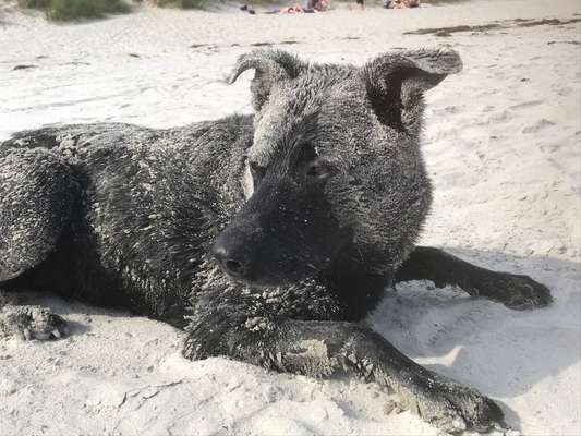 Fotochallenge NR. 123     -Karneval der Tiere--Beitrag-Bild