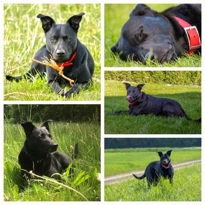 39. Collagen Challenge - Dein Hund auf einer Wiese-Beitrag-Bild