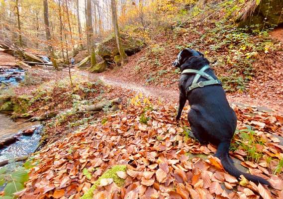26. Farben Fotochallenge "Herbstfarben"-Beitrag-Bild
