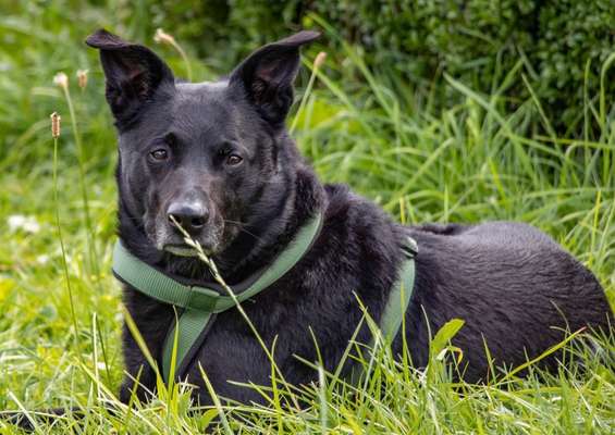 Farben Fotochallenge Thema ,,Grün"-Beitrag-Bild