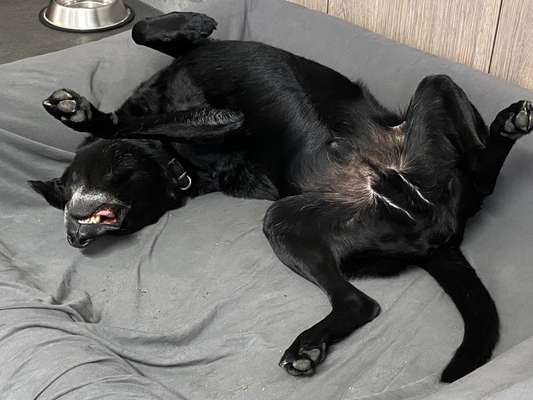 Hands,äh Pfoten up in the Air-Beitrag-Bild