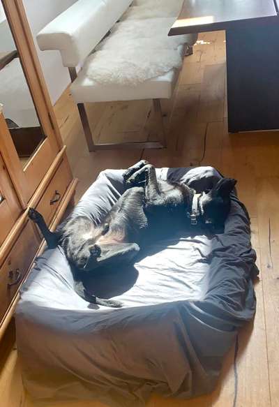 36. Handy Foto Challenge - Sonnenanbeter-Beitrag-Bild