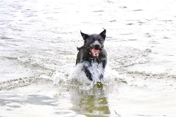 Foto Challenge Nr. 137 - Lass die Ohren fliegen-Beitrag-Bild