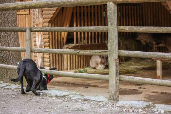 54. Handy Foto Challenge - Zoo Besuch-Beitrag-Bild