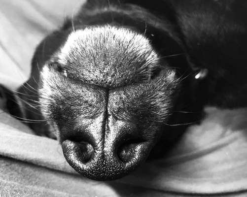 42. Handy Fotochallenge - Den richtigen Riecher haben-Beitrag-Bild