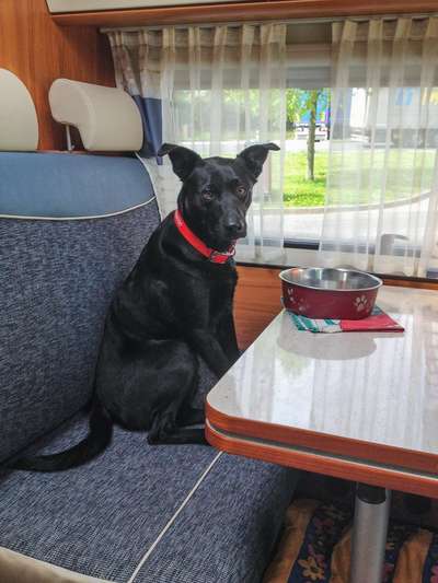 Zeige den lustigsten Blick deines Hundes-Beitrag-Bild