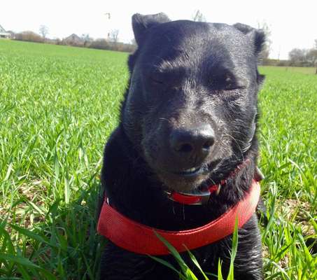 Dogorama Photo Challenge- genervter Blick-Beitrag-Bild