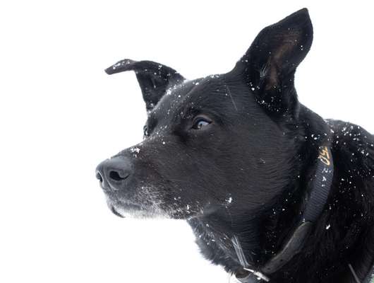 14. Farbenfoto-Challenge "Weiss"-Beitrag-Bild