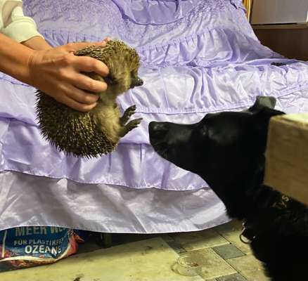 63. Handyfotochallenge   * Nase dran ! *-Beitrag-Bild