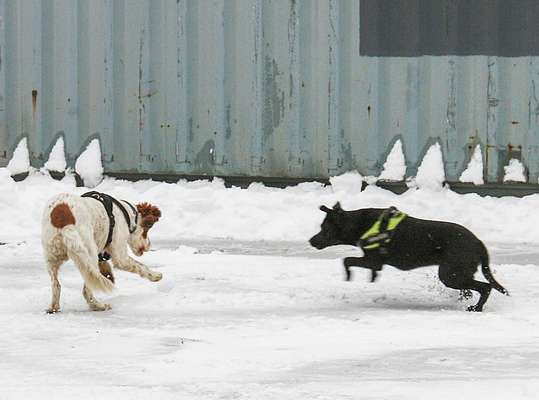 Fotowettbewerb : Hundekommunikation-Beitrag-Bild