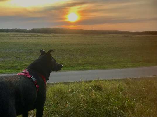 Sonnenaufgang mit Hund-Beitrag-Bild